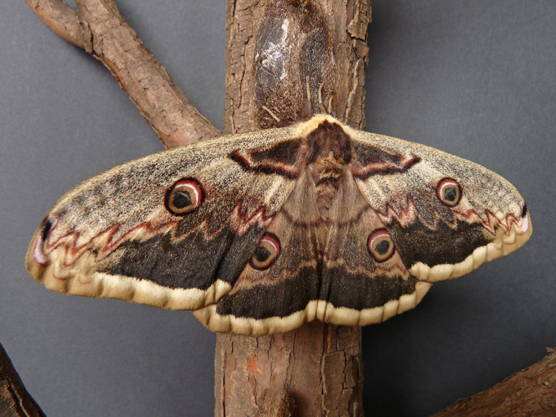 Saturnia pyri